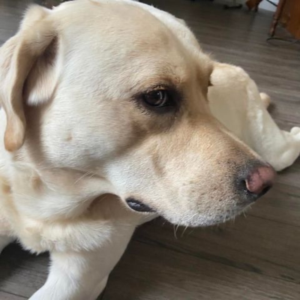 Meet your Posher, Asher